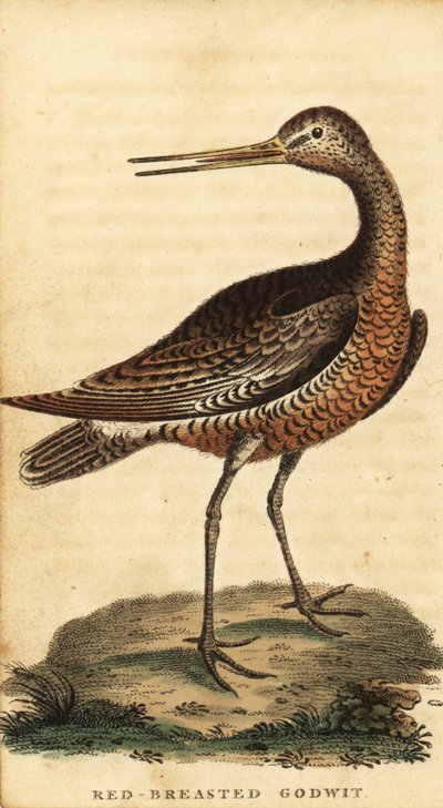 Pfuhlschnepfe, Limosa lapponica, 1800 von George Edwards