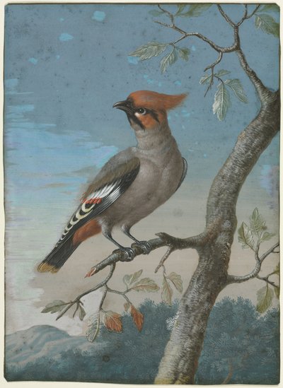 Vogelstudie: Seidenschwanz von George Edwards