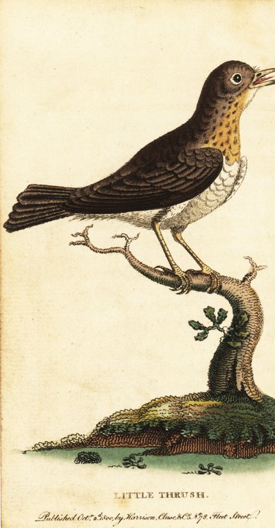 Kleiner Drosselvogel, Turdus minor, 1800 von George Edwards