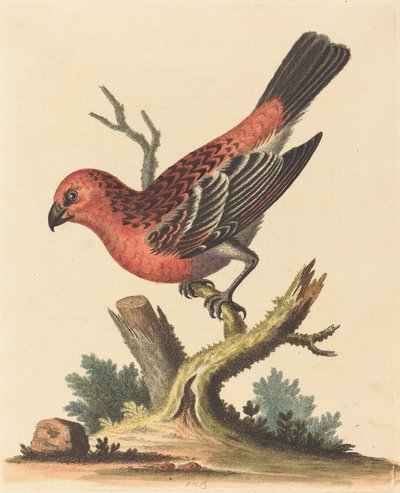 Roter und schwarzer Vogel von George Edwards