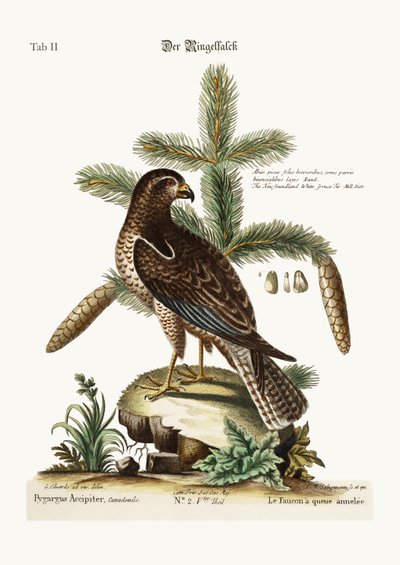 Der Rotschwanzbussard, 1749-73 von George Edwards