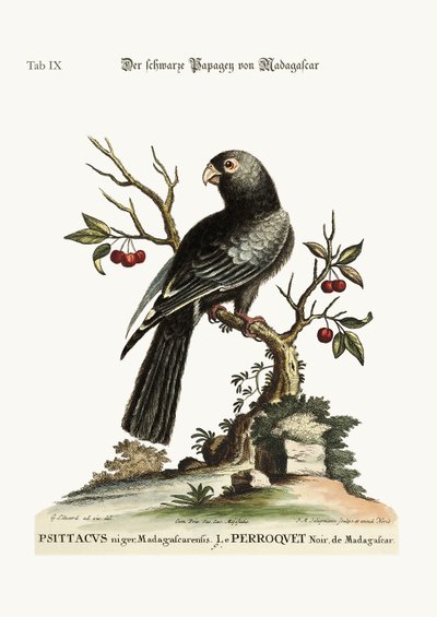 Der schwarze Papagei aus Madagaskar (1749-73) von George Edwards