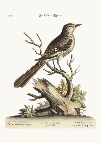 Der kleine Spottdrossel, 1749-73 von George Edwards