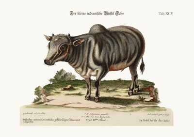 Der kleine indische Büffel, 1749-73 von George Edwards