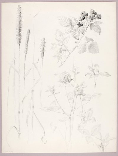 Ohne Titel (Rohrkolben, Klee und Brombeeren) von George Elbert Burr