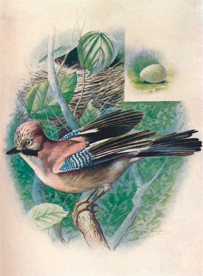 Eichelhäher - Garrulus glandarius, um 1910 von George James Rankin