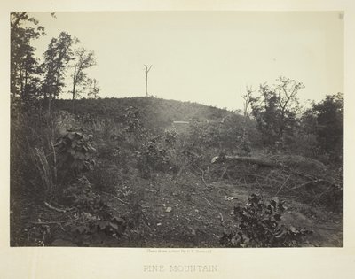 Berg Kiefer von George N. Barnard