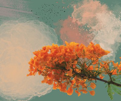 Königsblume „El Flamboyan“ von George Rosaly