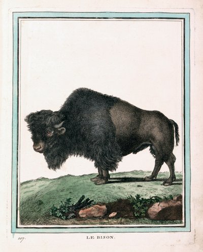 Antiker Druck des amerikanischen Büffels von Georges Louis Leclerc