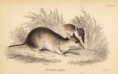 Langnasenbeutler, Perameles nasuta (Gravur) von Georges Robert Waterhouse