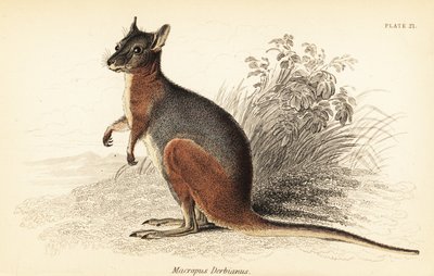 Tammar-Wallaby, Macropus eugenii (Gravur) von Georges Robert Waterhouse