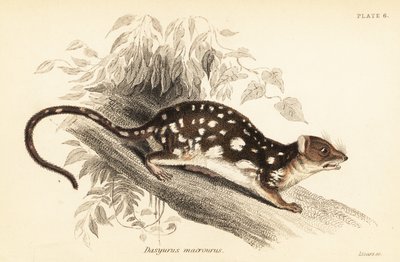 Tiger-Quoll, Dasyurus maculatus, 1841 (Gravur) von Georges Robert Waterhouse