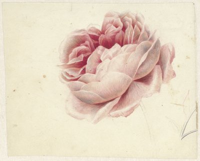 Rote Rose von Georgius Jacobus Johannes van Os