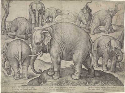 Acht Elefanten von Gerard van Groeningen