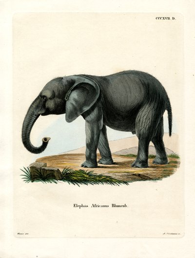 Afrikanischer Elefant von German School