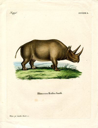 Afrikanisches Nashorn von German School