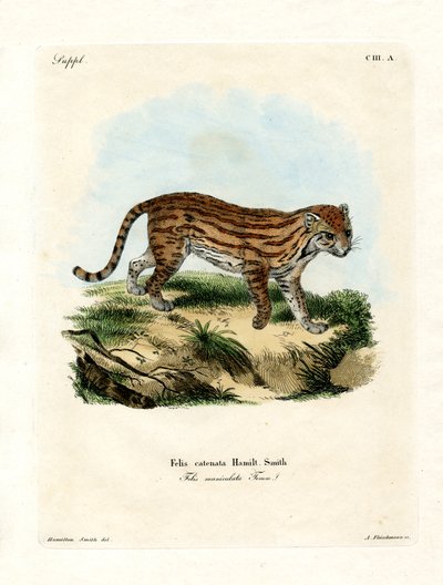 Afrikanische Wildkatze von German School
