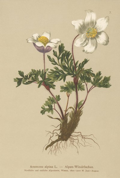 Alpen-Anemone (Anemone alpina, Pulsatilla alpina) von German School
