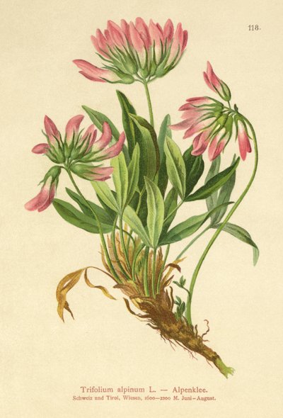 Alpen-Klee von German School