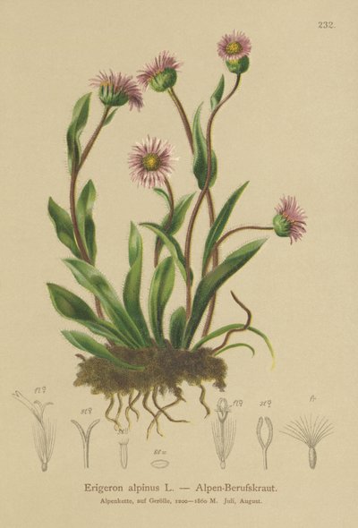 Alpen-Berufkraut (Erigeron alpinus) von German School
