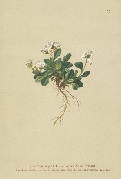 Alpen-Bitterkresse (Cardamine alpina) von German School