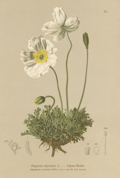 Alpenmohn (Papaver alpinum, subsp. alpinum) von German School