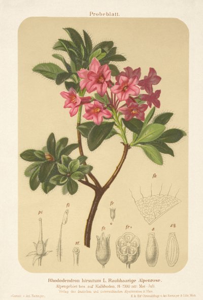 Alpenrose (Rhododendron hirsutum) von German School