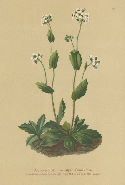 Alpen-Gänsekresse (Arabis alpina) von German School