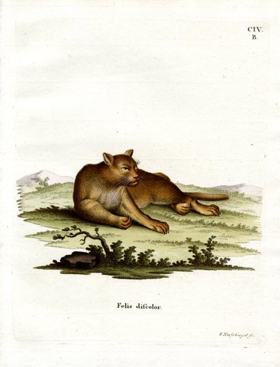 Amazonas-Puma von German School