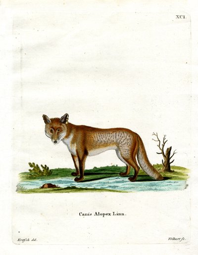 Polarfuchs von German School