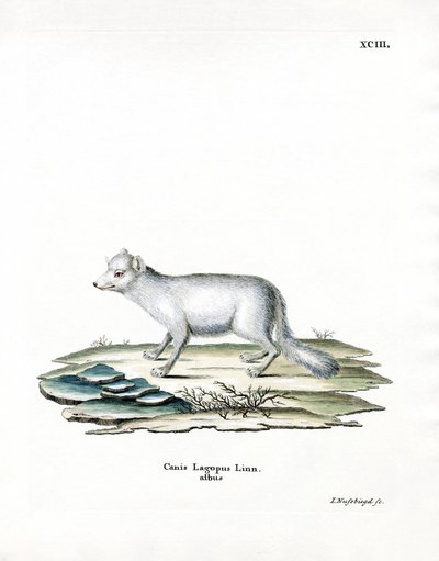 Arktischer Fuchs von German School