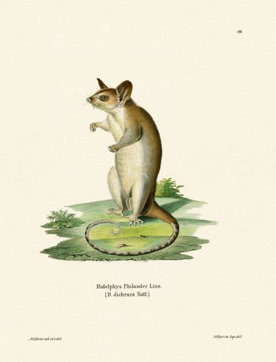 Nacktsschwanz-Wollbeutelratte von German School