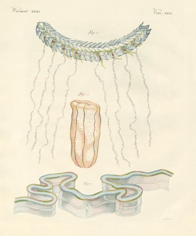 Schöne Rippenquallen von German School