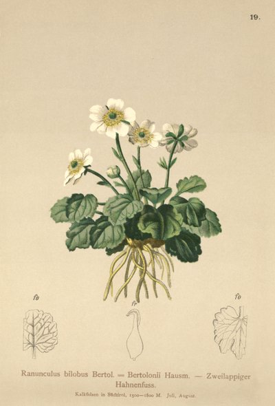 Bilobo-Hahnenfuß (Ranunculus bilobus, Ranunculus Bertolonii) von German School