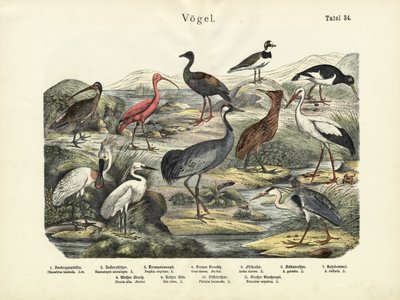 Vögel, um 1860 von German School