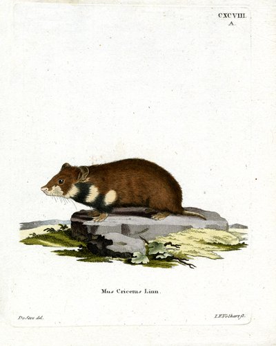 Schwarzbauch-Hamster von German School