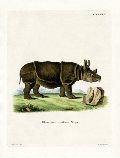 Schwarzes Nashorn von German School