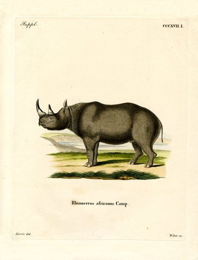 Schwarzes Nashorn von German School