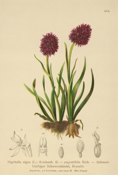Schwarze Vanille-Orchidee von German School