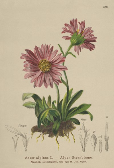Blaue Alpen-Aster (Aster alpinus) von German School