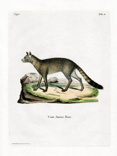 Brasilianischer Fuchs von German School