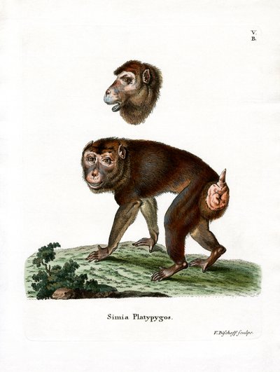 Brauner Pavian von German School