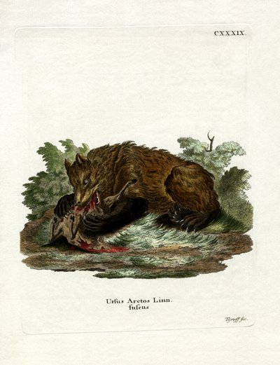 Braunbär von German School