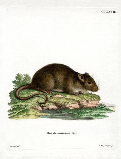 Braune Ratte von German School