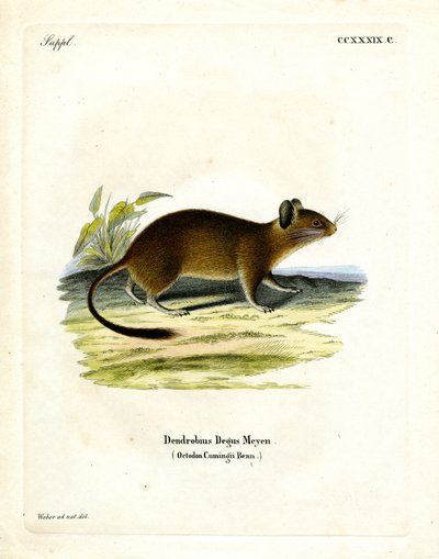 Buschschwanzratte von German School