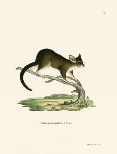 Bürstenschwanz-Opossum von German School