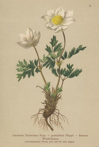 Bursers Anemone (Anemone Burseriana, Anemone grandiflora) von German School