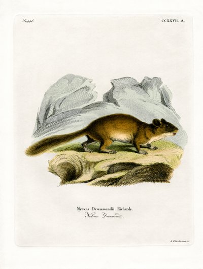 Buschschwanz-Waldmaus von German School
