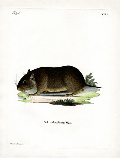 Chilenische Felsenratte von German School