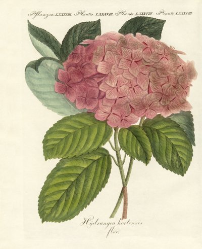 Chinesische Blumen von German School